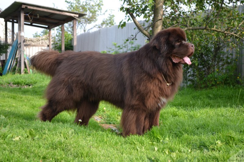 Фото: ньюфаундленд Aquatoriya Kelvin Riverdance (Акватория Келвин Риверданс)