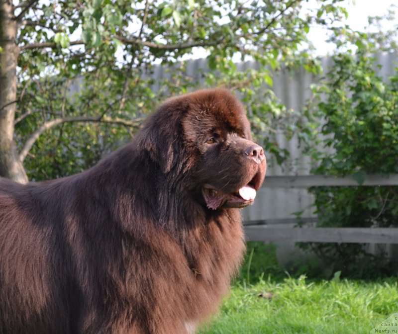 Фото: ньюфаундленд Aquatoriya Kelvin Riverdance (Акватория Келвин Риверданс)