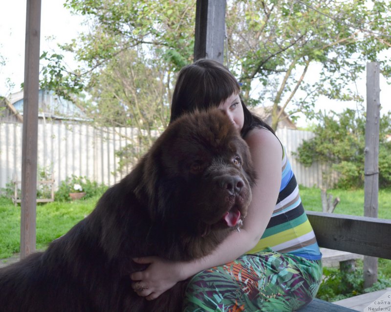 Фото: ньюфаундленд Aquatoriya Kelvin Riverdance (Акватория Келвин Риверданс)