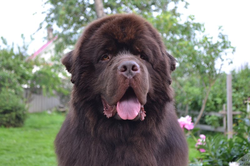 Фото: ньюфаундленд Aquatoriya Kelvin Riverdance (Акватория Келвин Риверданс)