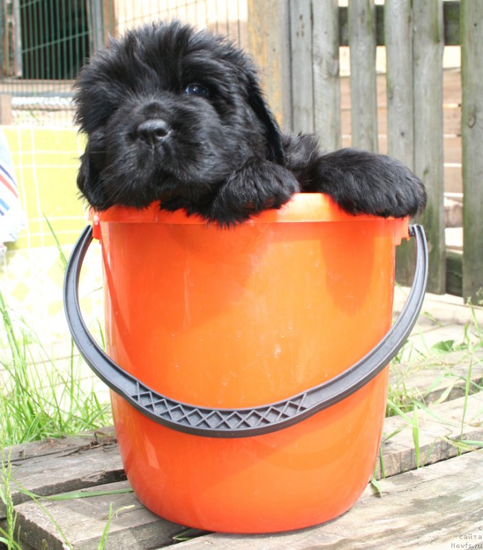 Фото: ньюфаундленд Chernaya Mafia She is a Lady (Черная Мафия Ше ис а Ладу)