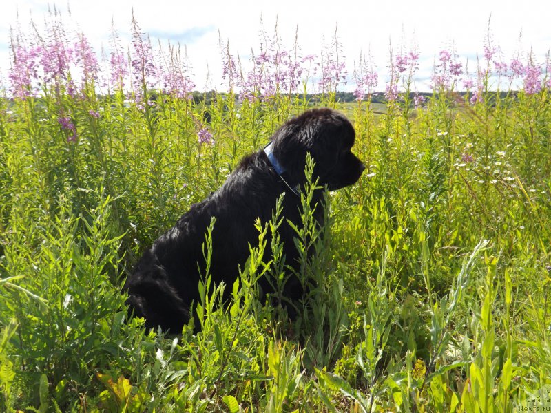 Фото: ньюфаундленд Sent Djons Gvendolin Glorius Garden (Сент Джонс Гвендолин Глориус Гарден)