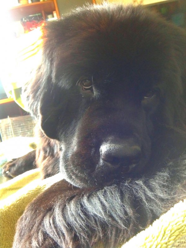 Фото: ньюфаундленд Chernyj Chank s Berega Dona (Черный Чанк с Берега Дона)