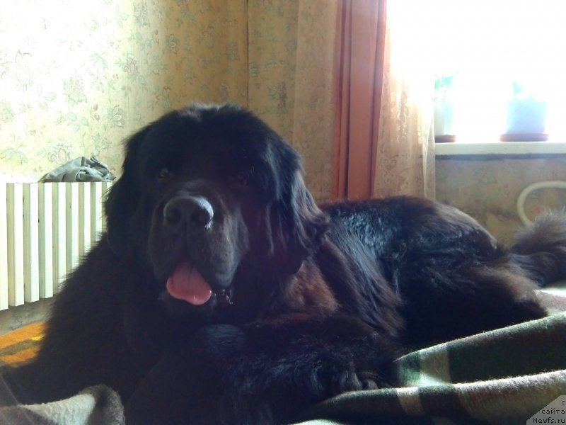 Фото: ньюфаундленд Chernyj Chank s Berega Dona (Черный Чанк с Берега Дона)