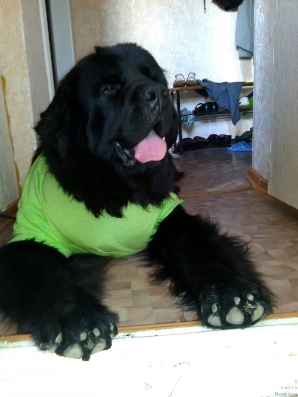 Фото: ньюфаундленд Chernyj Chank s Berega Dona (Черный Чанк с Берега Дона)