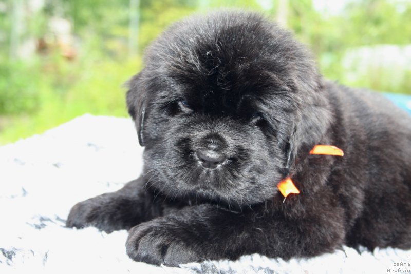 Фото: ньюфаундленд Chernaya Mafia She is a Lady (Черная Мафия Ше ис а Ладу)