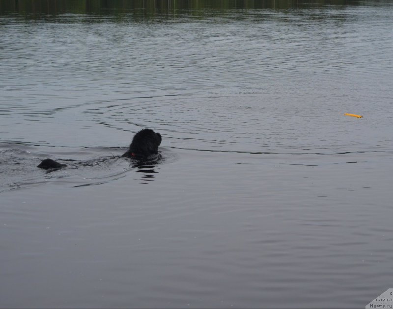 Фото: ньюфаундленд Beguschaya po Volnam Esperanto Etulo CHui (Бегущая по Волнам Есперанто Етуло Чуи)