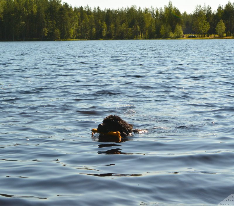 Фото: ньюфаундленд Beguschaya po Volnam Esperanto Etulo CHui (Бегущая по Волнам Есперанто Етуло Чуи)