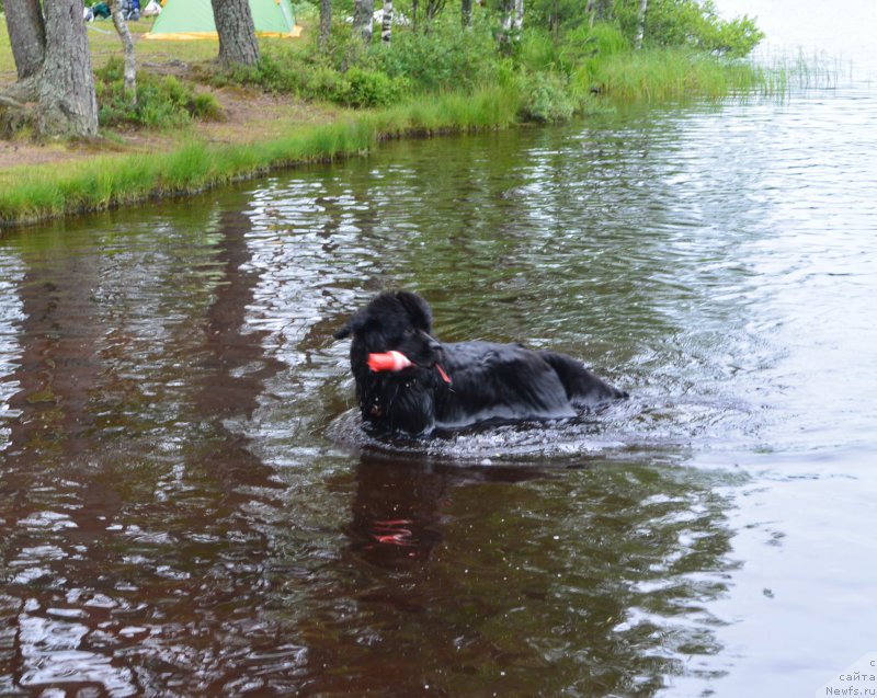 Фото: ньюфаундленд Beguschaya po Volnam Esperanto Etulo CHui (Бегущая по Волнам Есперанто Етуло Чуи)