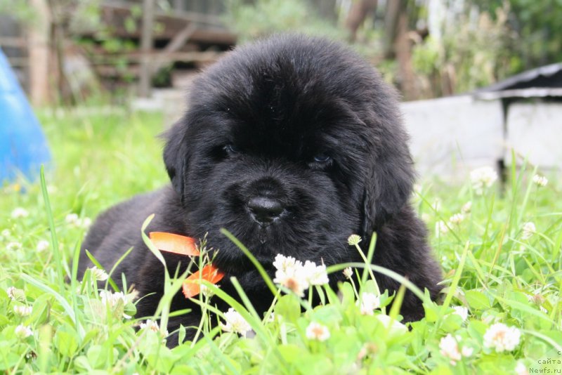 Фотография № 157463