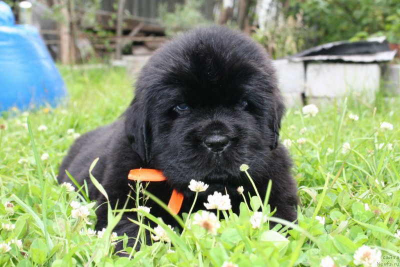 Фото: ньюфаундленд Chernaya Mafia She is a Lady (Черная Мафия Ше ис а Ладу)