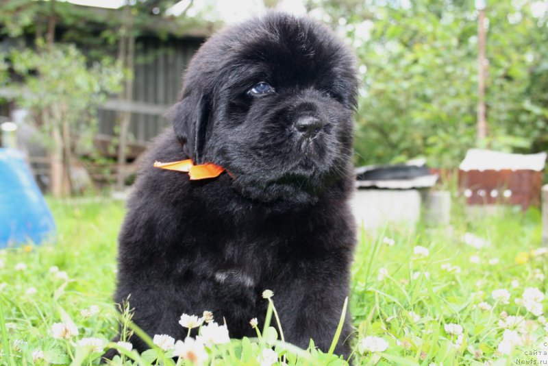 Фото: ньюфаундленд Chernaya Mafia She is a Lady (Черная Мафия Ше ис а Ладу)