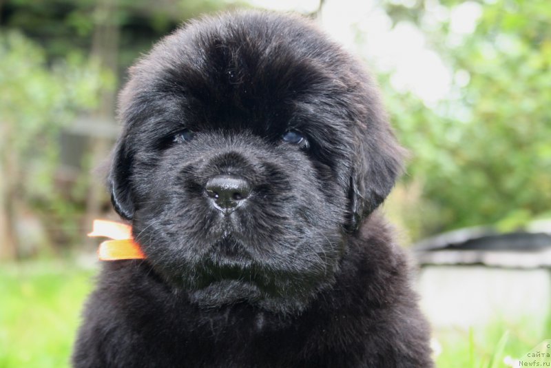 Фото: ньюфаундленд Chernaya Mafia She is a Lady (Черная Мафия Ше ис а Ладу)