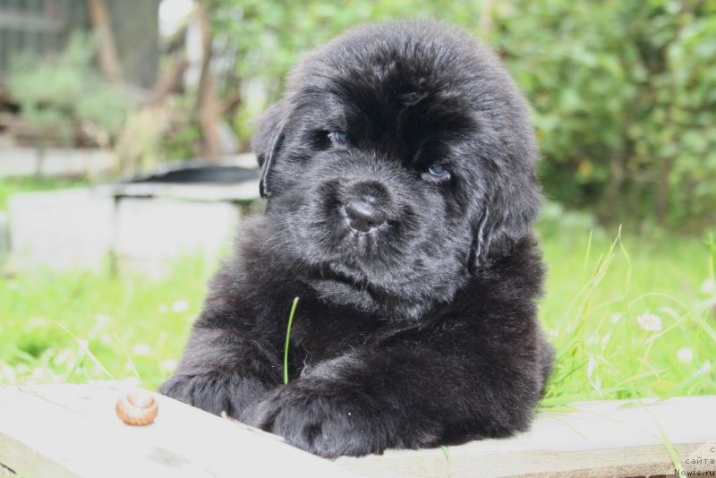 Фото: ньюфаундленд Chernaya Mafia She is a Lady (Черная Мафия Ше ис а Ладу)