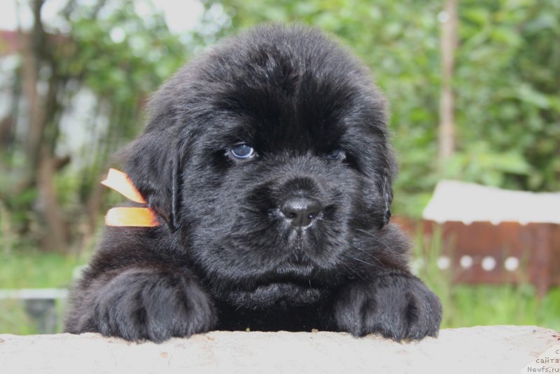 Фото: ньюфаундленд Chernaya Mafia She is a Lady (Черная Мафия Ше ис а Ладу)