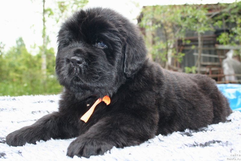 Фото: ньюфаундленд Chernaya Mafia She is a Lady (Черная Мафия Ше ис а Ладу)