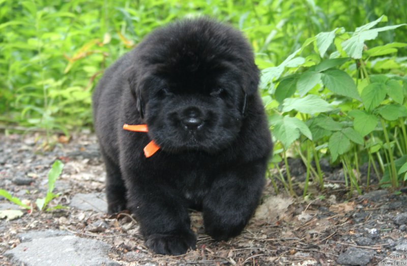 Фотография № 157474