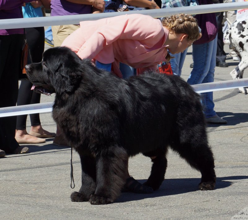 Фото: ньюфаундленд Sent Djons Zona of Fayer (Сент Джонс Зона оф Файер)