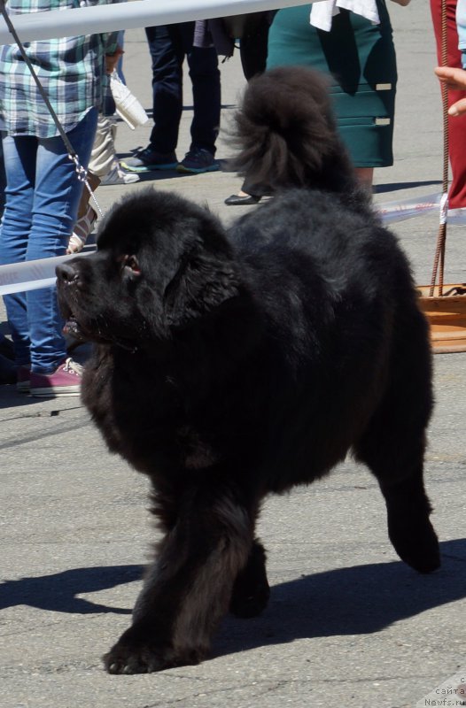 Фото: ньюфаундленд Sent Djons Zona of Fayer (Сент Джонс Зона оф Файер)