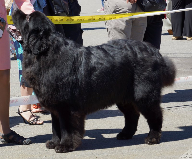 Фото: ньюфаундленд Sent Djons Zona of Fayer (Сент Джонс Зона оф Файер)