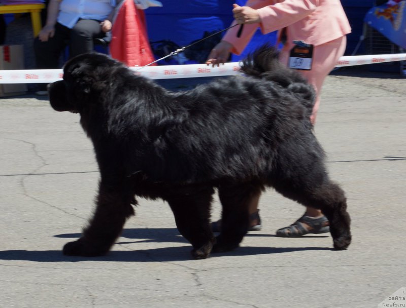 Фото: ньюфаундленд Sent Djons Zona of Fayer (Сент Джонс Зона оф Файер)