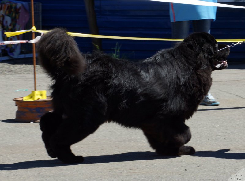 Фото: ньюфаундленд Sent Djons Zona of Fayer (Сент Джонс Зона оф Файер)