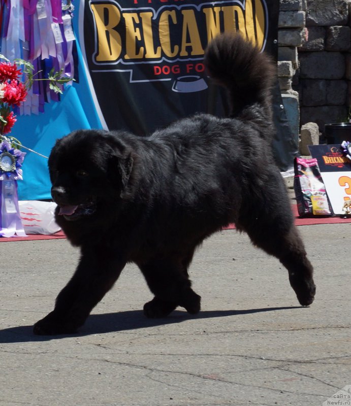 Фото: ньюфаундленд Sent Djons Zona of Fayer (Сент Джонс Зона оф Файер)