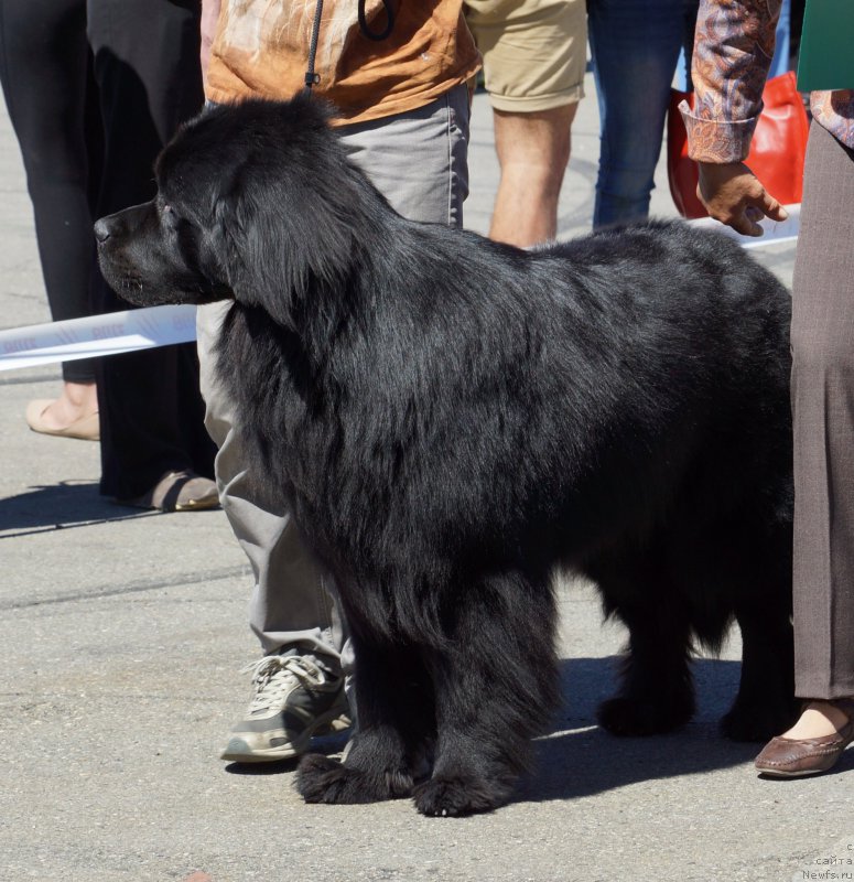 Фото: ньюфаундленд Bi Perfekt Asker (Би Перфект Аскер)