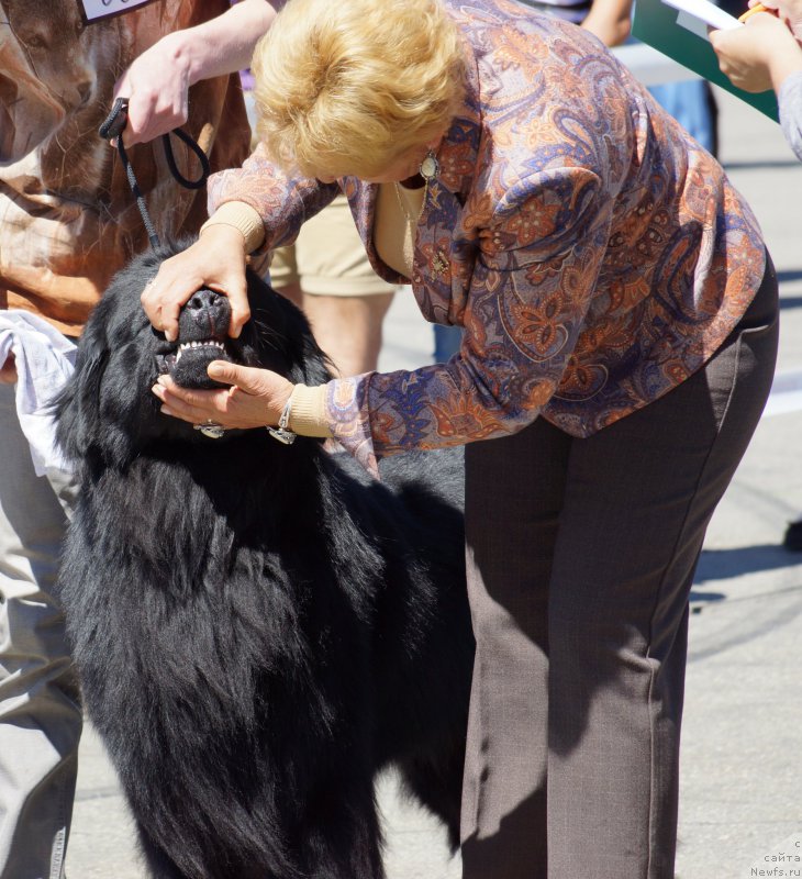 Фото: ньюфаундленд Bi Perfekt Asker (Би Перфект Аскер)