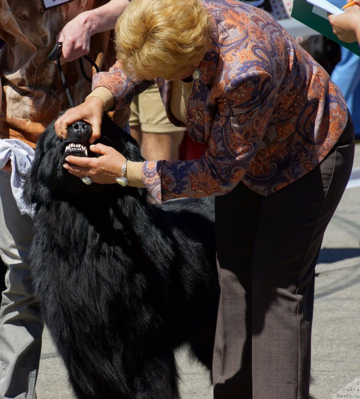 Фото: ньюфаундленд Bi Perfekt Asker (Би Перфект Аскер)