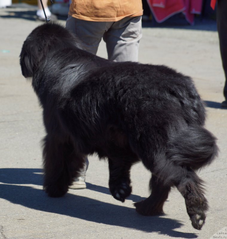 Фото: ньюфаундленд Bi Perfekt Asker (Би Перфект Аскер)