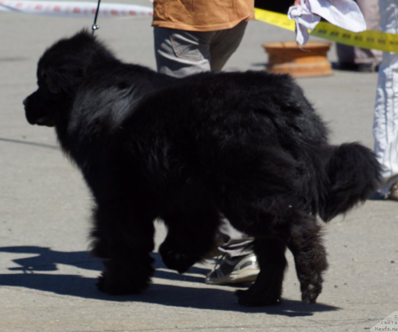 Фото: ньюфаундленд Bi Perfekt Asker (Би Перфект Аскер)