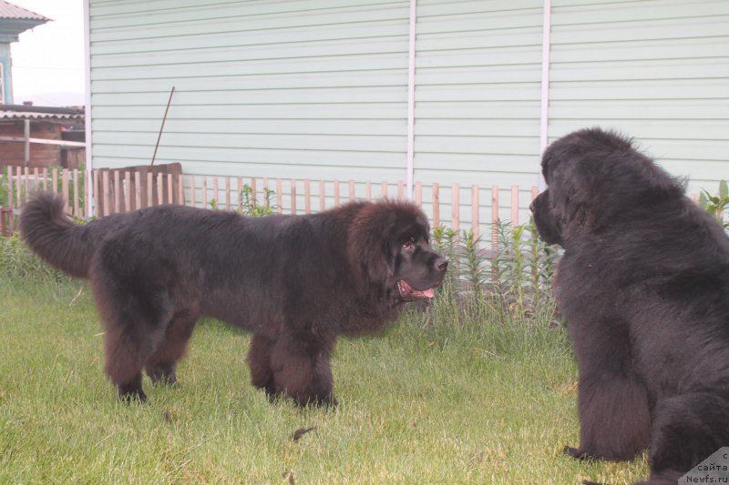 Фото: ньюфаундленд Rayout Happiness Midnight Bear, ньюфаундленд Beguschaya po Volnam Shaolin (Бегущая по Волнам Шаолинь)