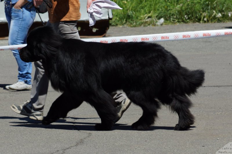 Фото: ньюфаундленд Bi Perfekt Asker (Би Перфект Аскер)