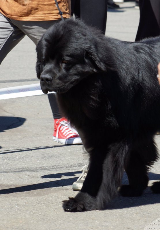 Фото: ньюфаундленд Bi Perfekt Asker (Би Перфект Аскер)