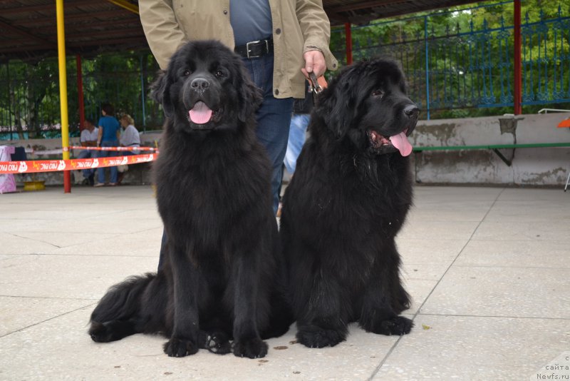 Фото: ньюфаундленд Talisman Morya Magiya Voln (Талисман Моря Магия Волн), ньюфаундленд I'm Little Princess Midnight Bear