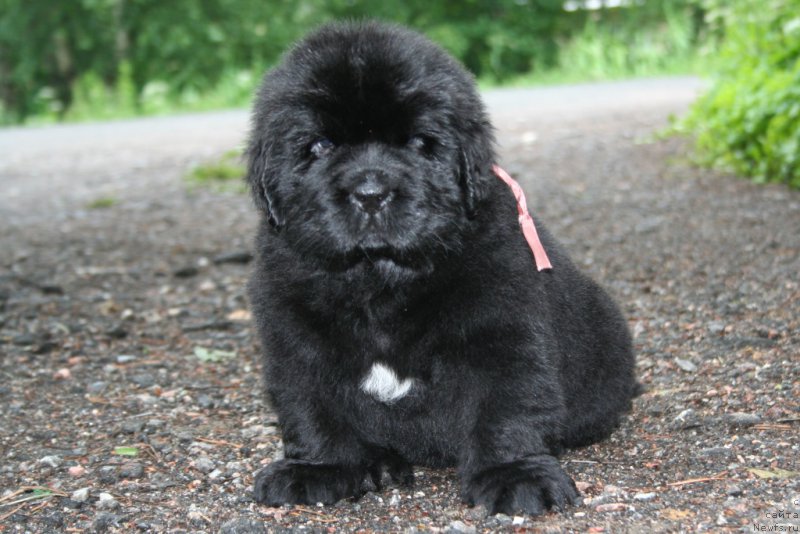 Фотография № 157542