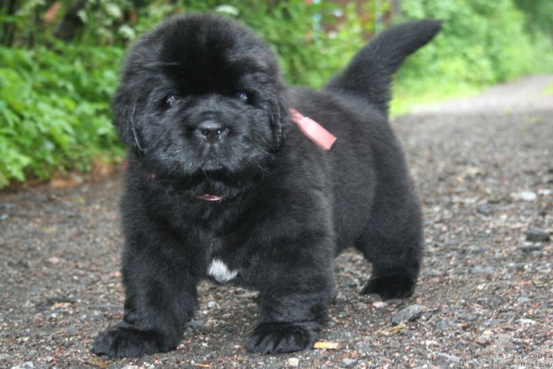 Фото: ньюфаундленд Chernaya Mafia Shengen Visa (Черная Мафия Шенген Виза)