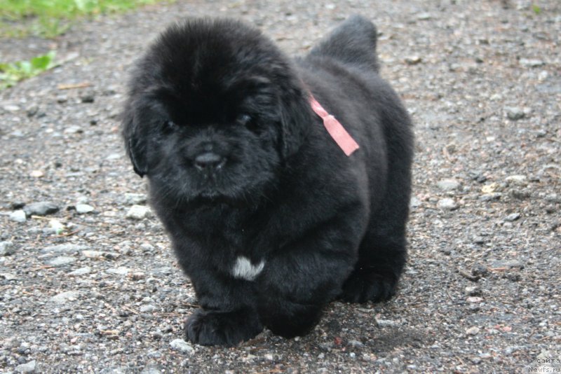 Фото: ньюфаундленд Chernaya Mafia Shengen Visa (Черная Мафия Шенген Виза)