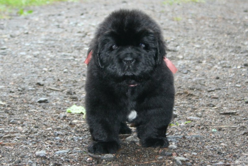 Фото: ньюфаундленд Chernaya Mafia Shengen Visa (Черная Мафия Шенген Виза)