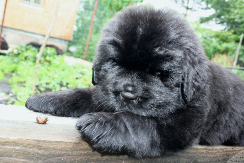 Фото: ньюфаундленд Chernaya Mafia Shengen Visa (Черная Мафия Шенген Виза)