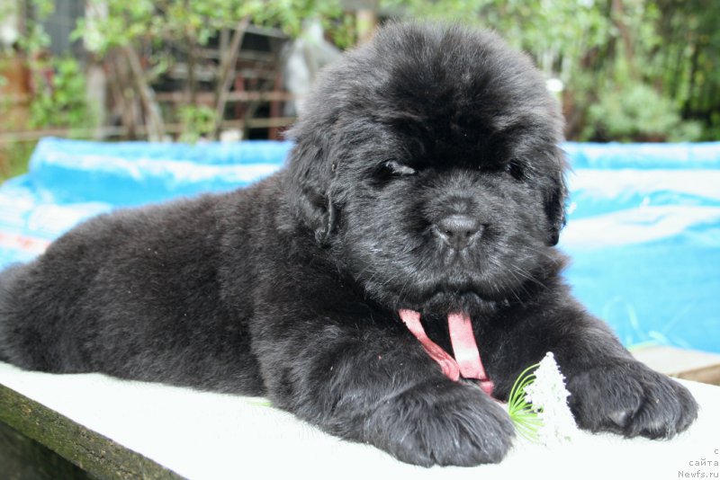 Фото: ньюфаундленд Chernaya Mafia Shengen Visa (Черная Мафия Шенген Виза)