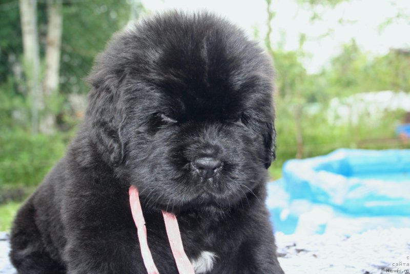 Фотография № 157550