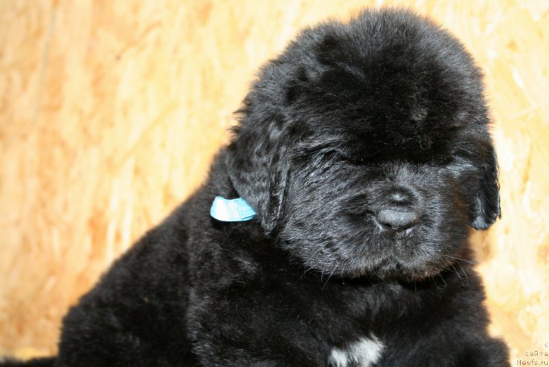 Фотография № 157560