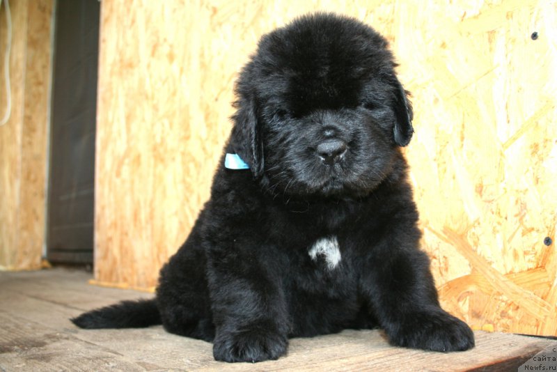 Фотография № 157561