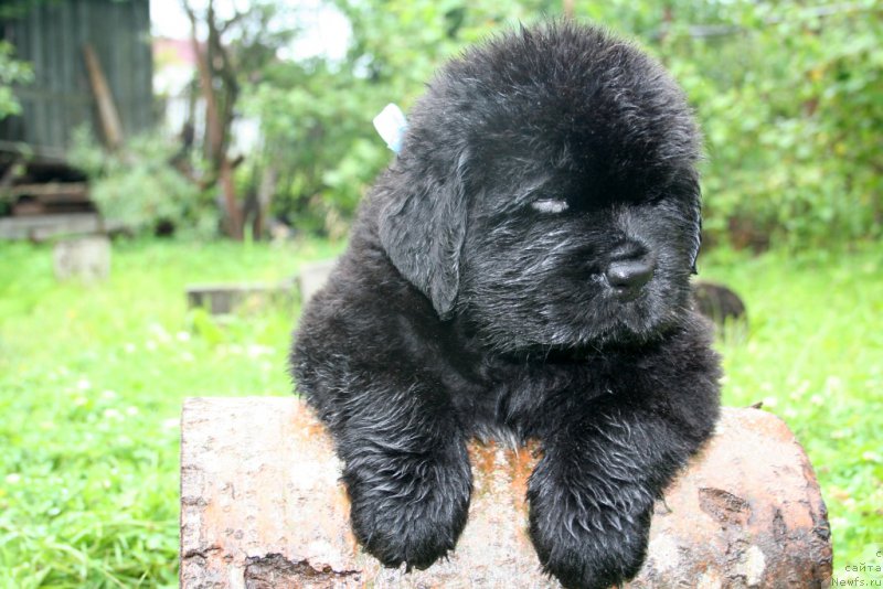 Фотография № 157565