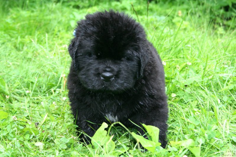 Фотография № 157567