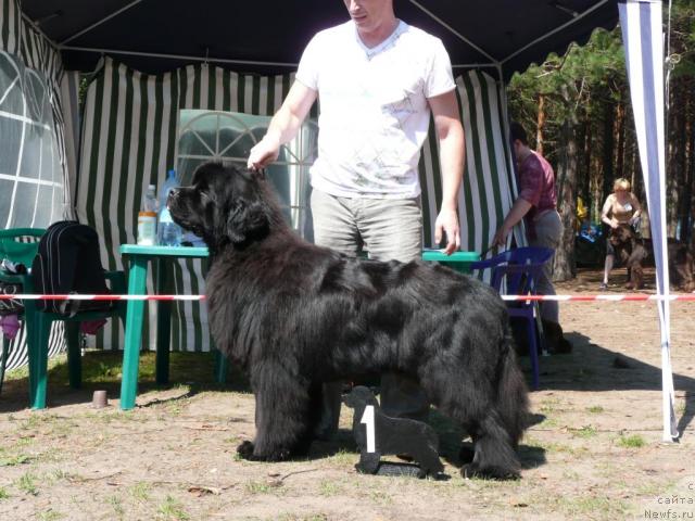 Фото: ньюфаундленд Dendi Denger iz Medvejyego Yara (Денди Денжер из Медвежьего Яра)