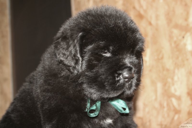 Фото: ньюфаундленд Chernaya Mafia Shape of my Heart (Черная Мафия Шапе оф му Хеарт)