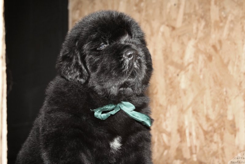 Фото: ньюфаундленд Chernaya Mafia Shape of my Heart (Черная Мафия Шапе оф му Хеарт)